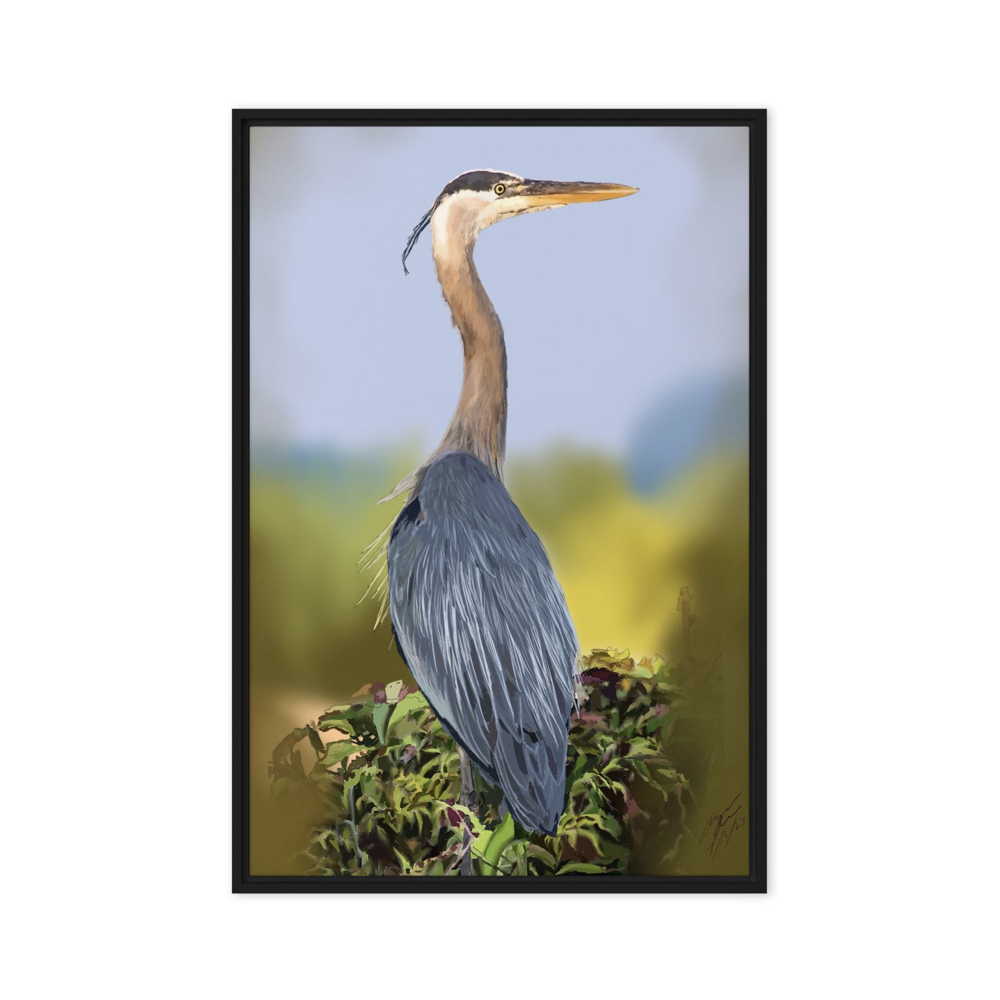 Great Blue Heron - Framed Canvas