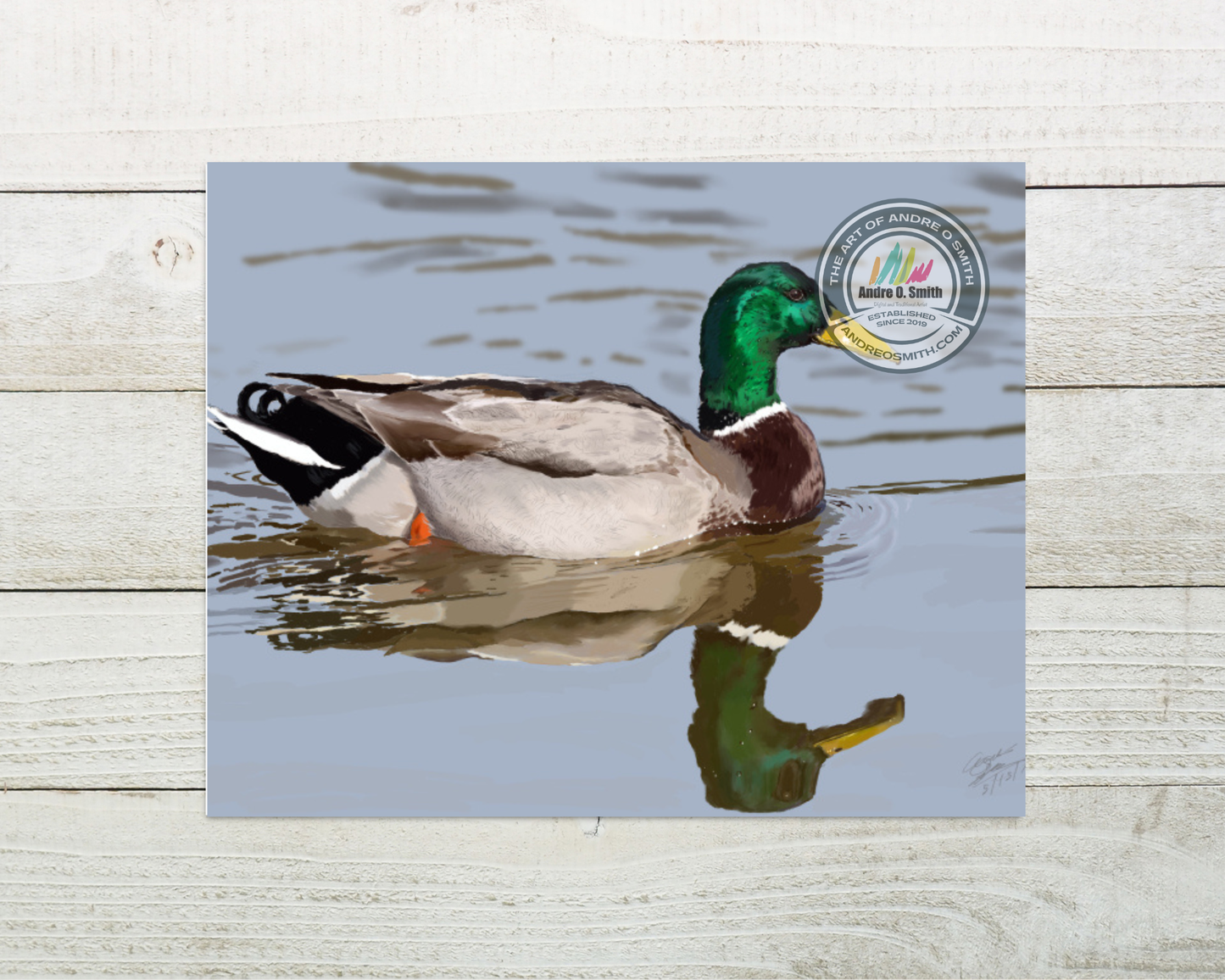 Mallard Relaxing - 8 x 10 Open Edition Print