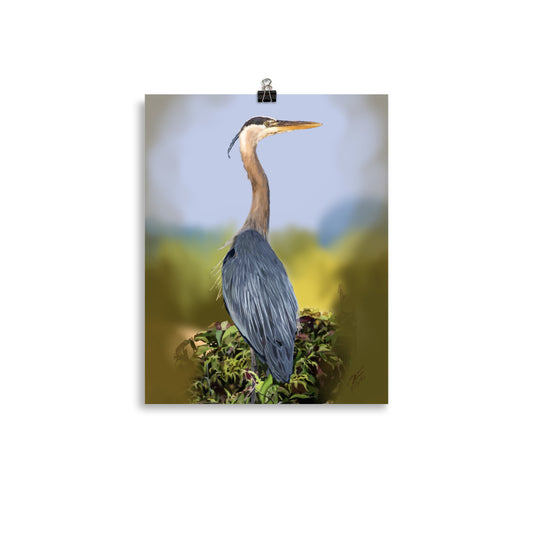 Great Blue Heron - Open Edition Print
