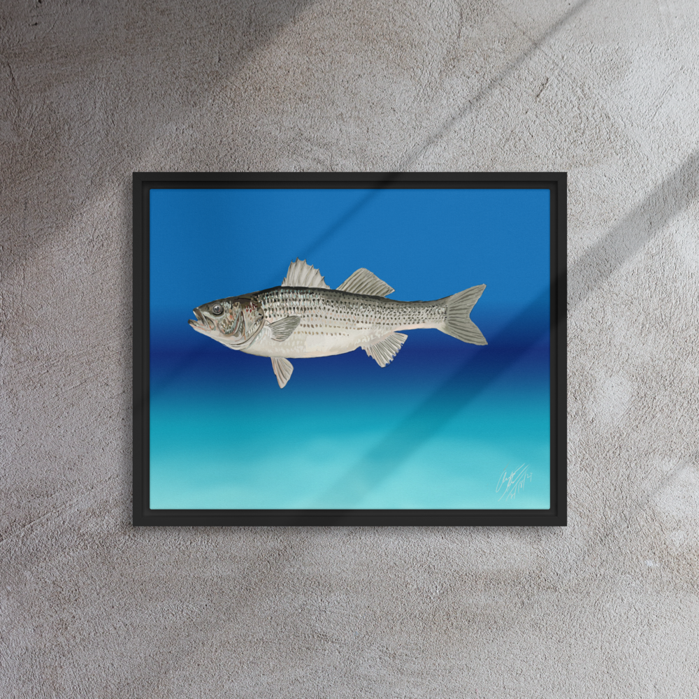 Striped Bass(Rockfish) - Framed Canvas