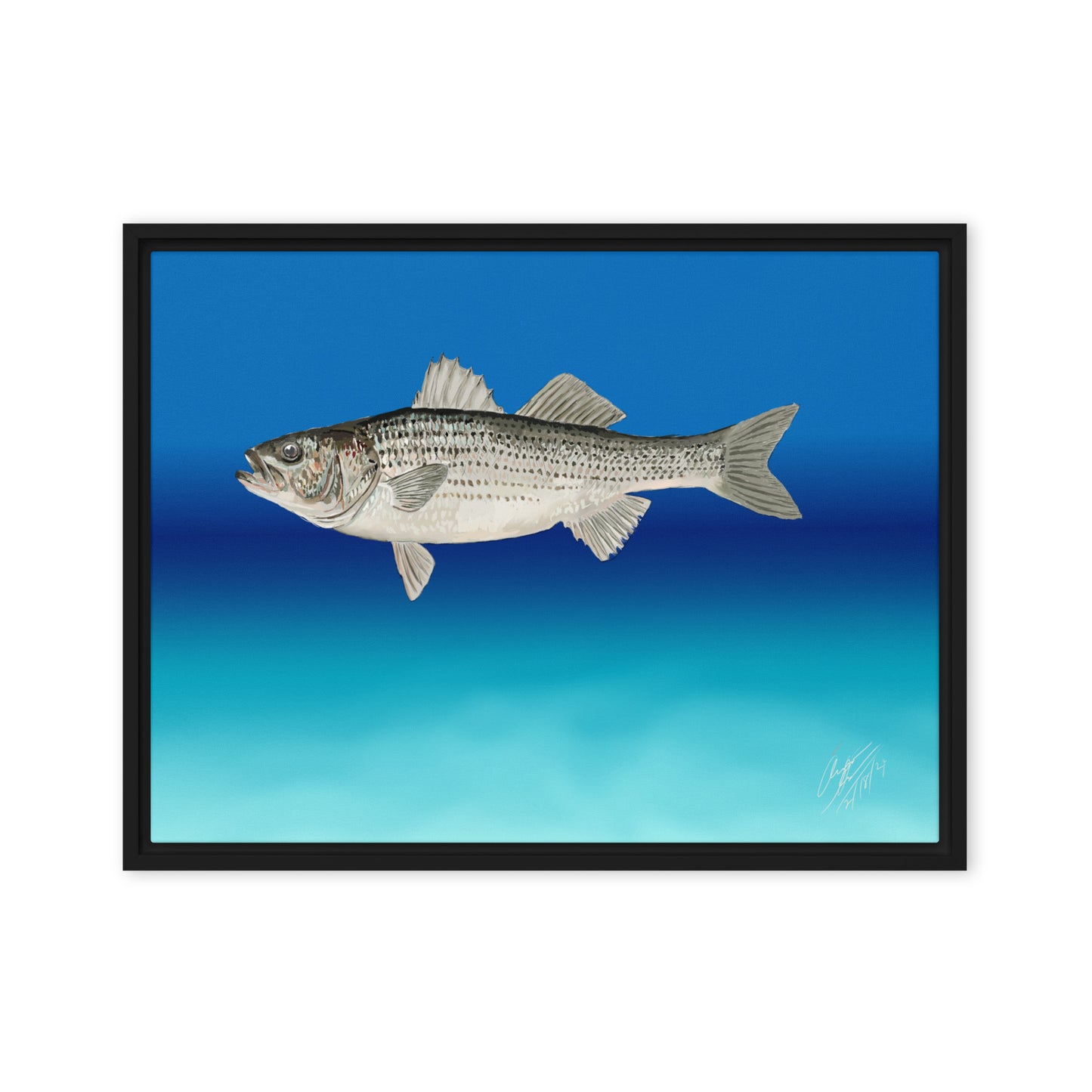 Striped Bass(Rockfish) - Framed Canvas